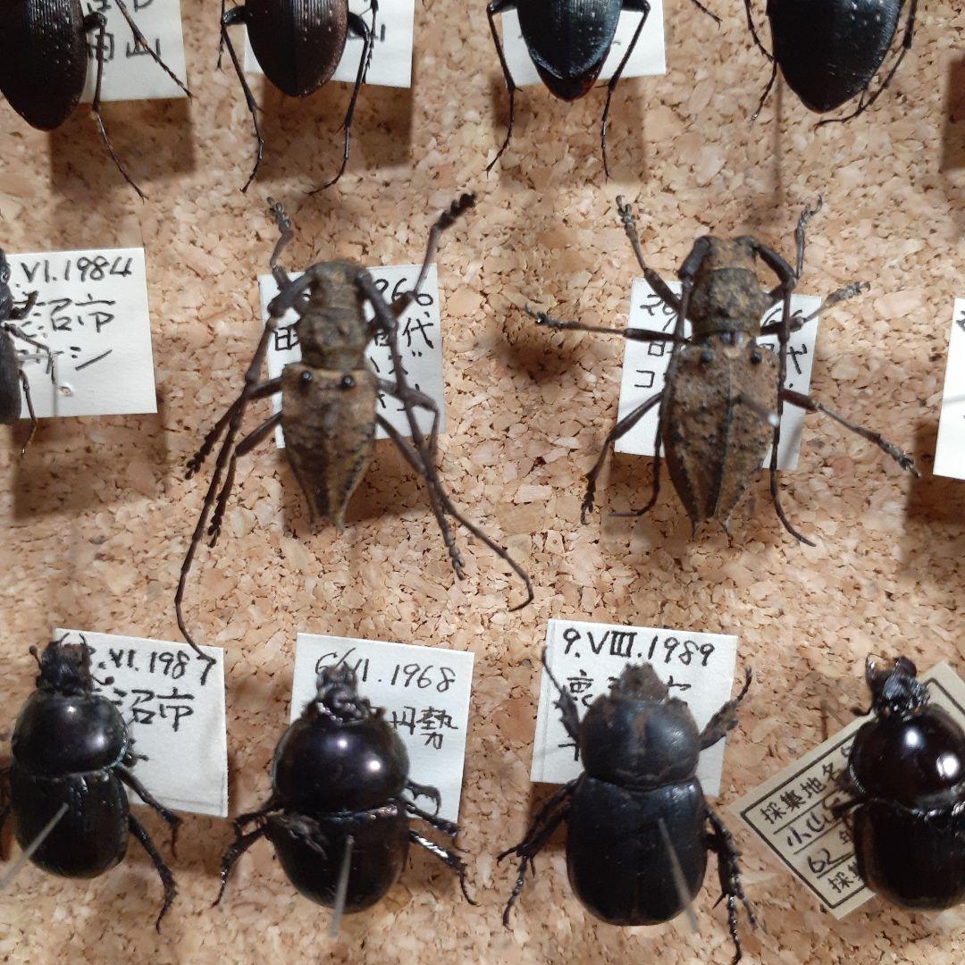 甲虫標本　カミキリムシ、オサムシほか66頭。大型ドイツ標本箱入り