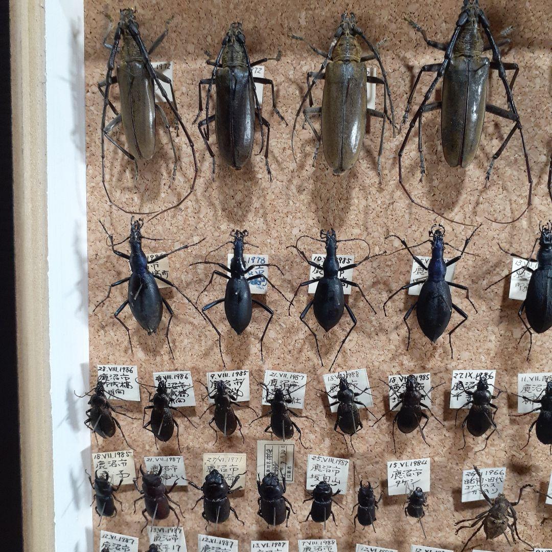 甲虫標本　カミキリムシ、オサムシほか66頭。大型ドイツ標本箱入り