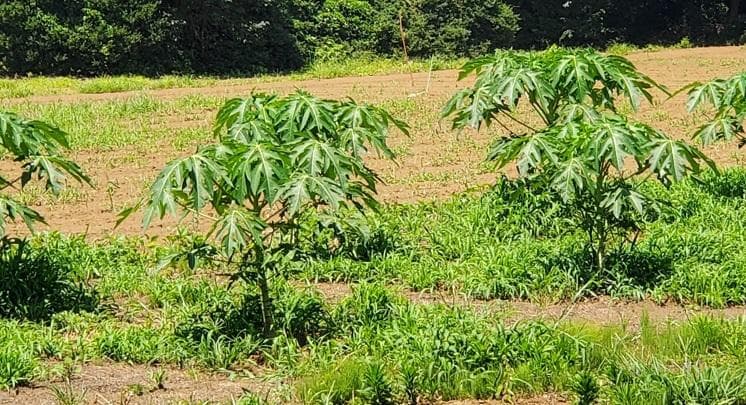 keins様-専用出品　茎１kg　実600g　(国産・高品質)乾燥パパイヤの茎