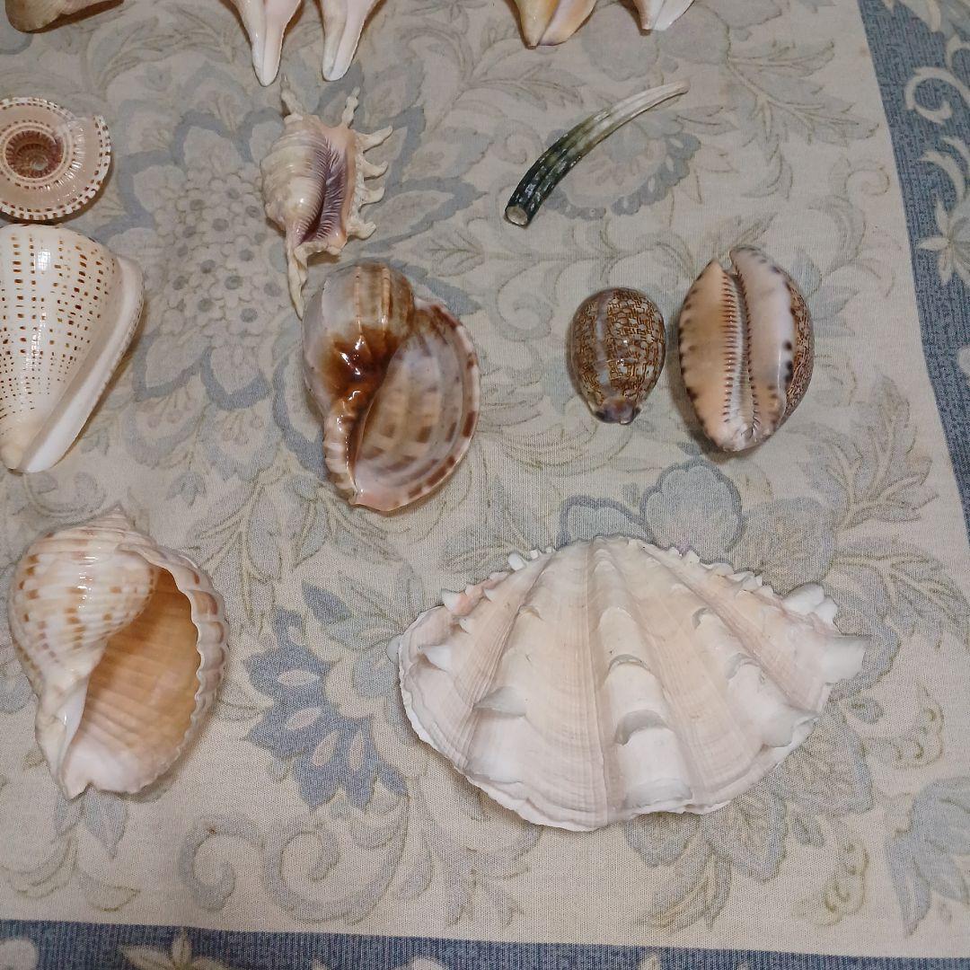 個性的な各種巻き貝厳選18個