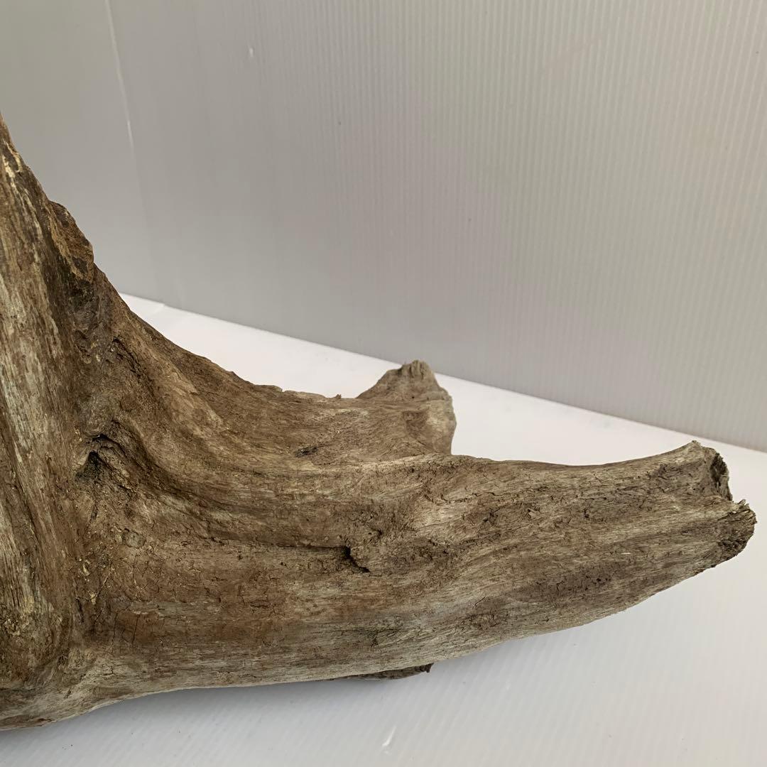 アク抜き済み流木　No.161 超レア型