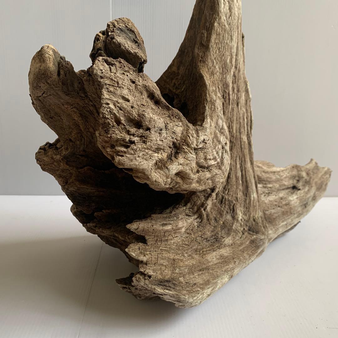 アク抜き済み流木　No.161 超レア型