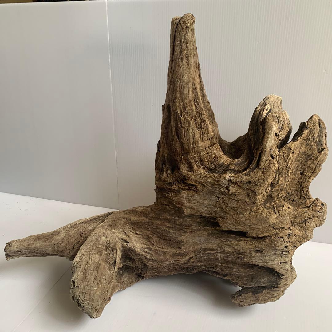 アク抜き済み流木　No.161 超レア型