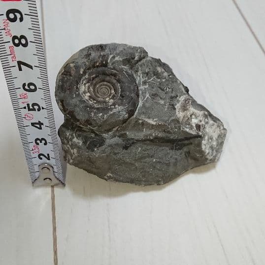 希少 アンモナイト 化石 入手困難 本物