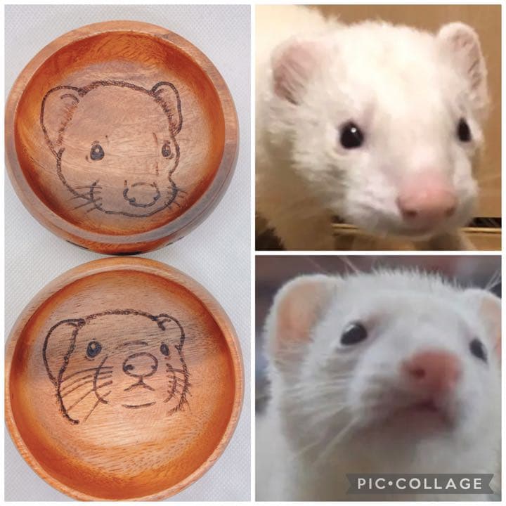 確認ページ♡猫ちゃん4匹♡フェレット10匹