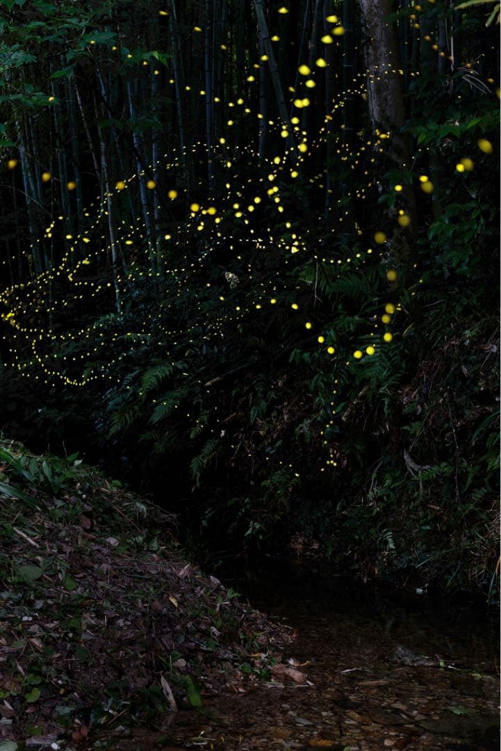 Canon EOS 6D ボディー（フルサイズ）