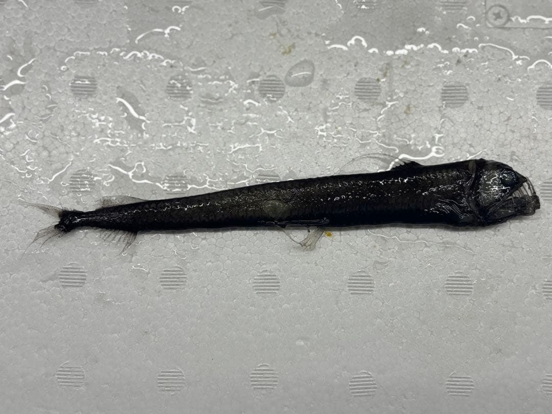 激レア！ホウライエソ大　液浸標本