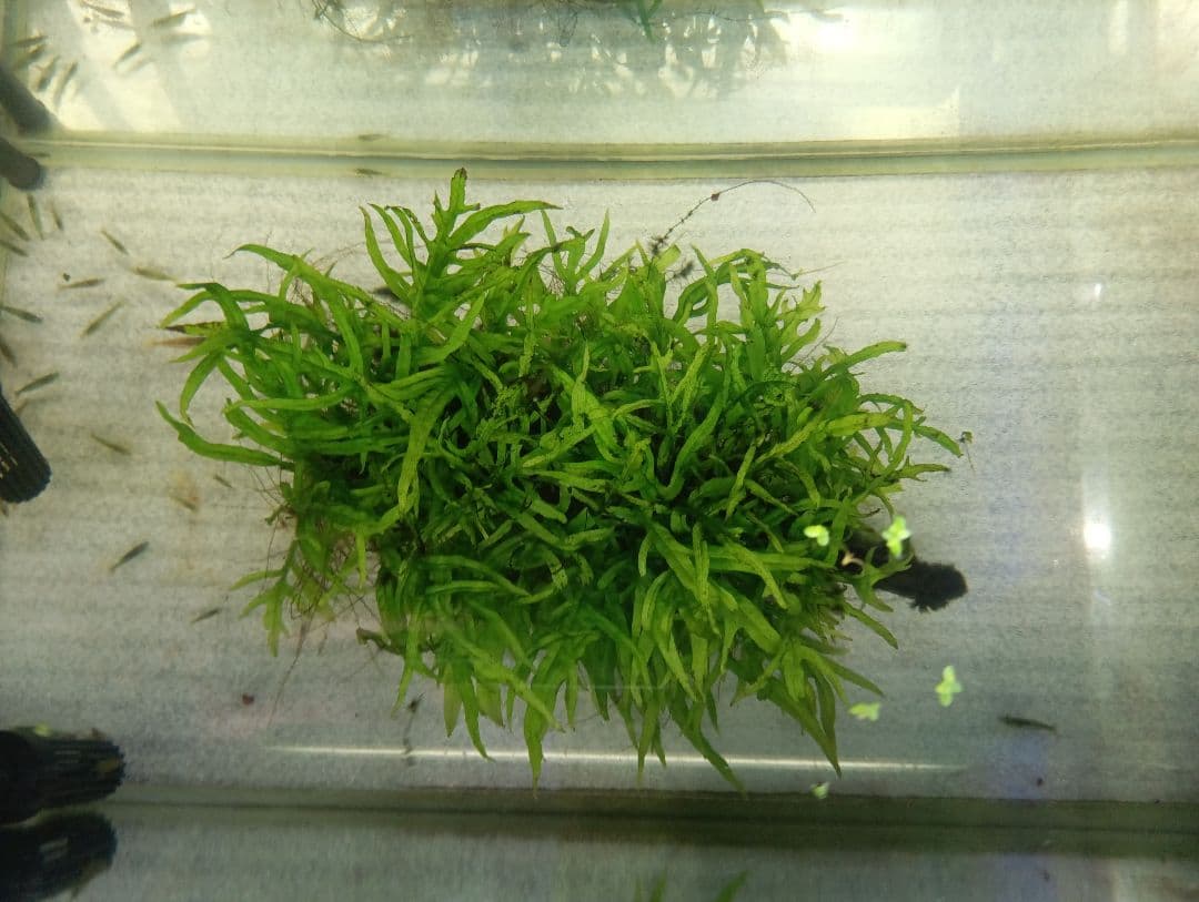 ミクロソリウムsp.サリポイ　流木活着