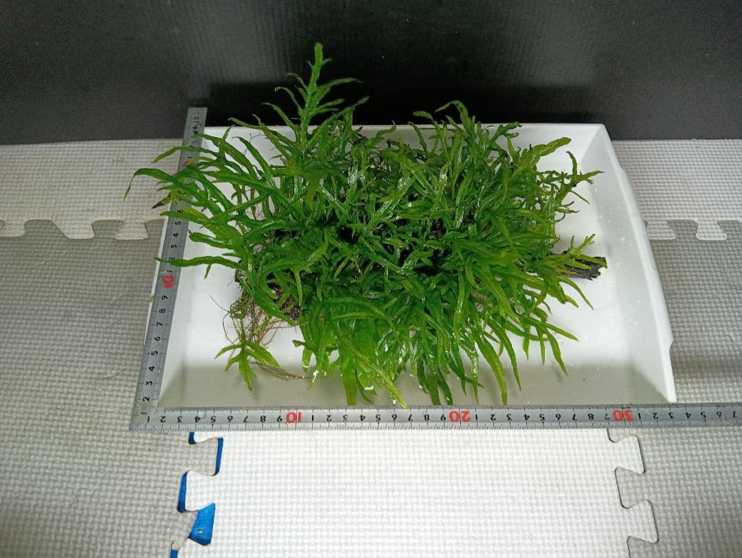 ミクロソリウムsp.サリポイ　流木活着