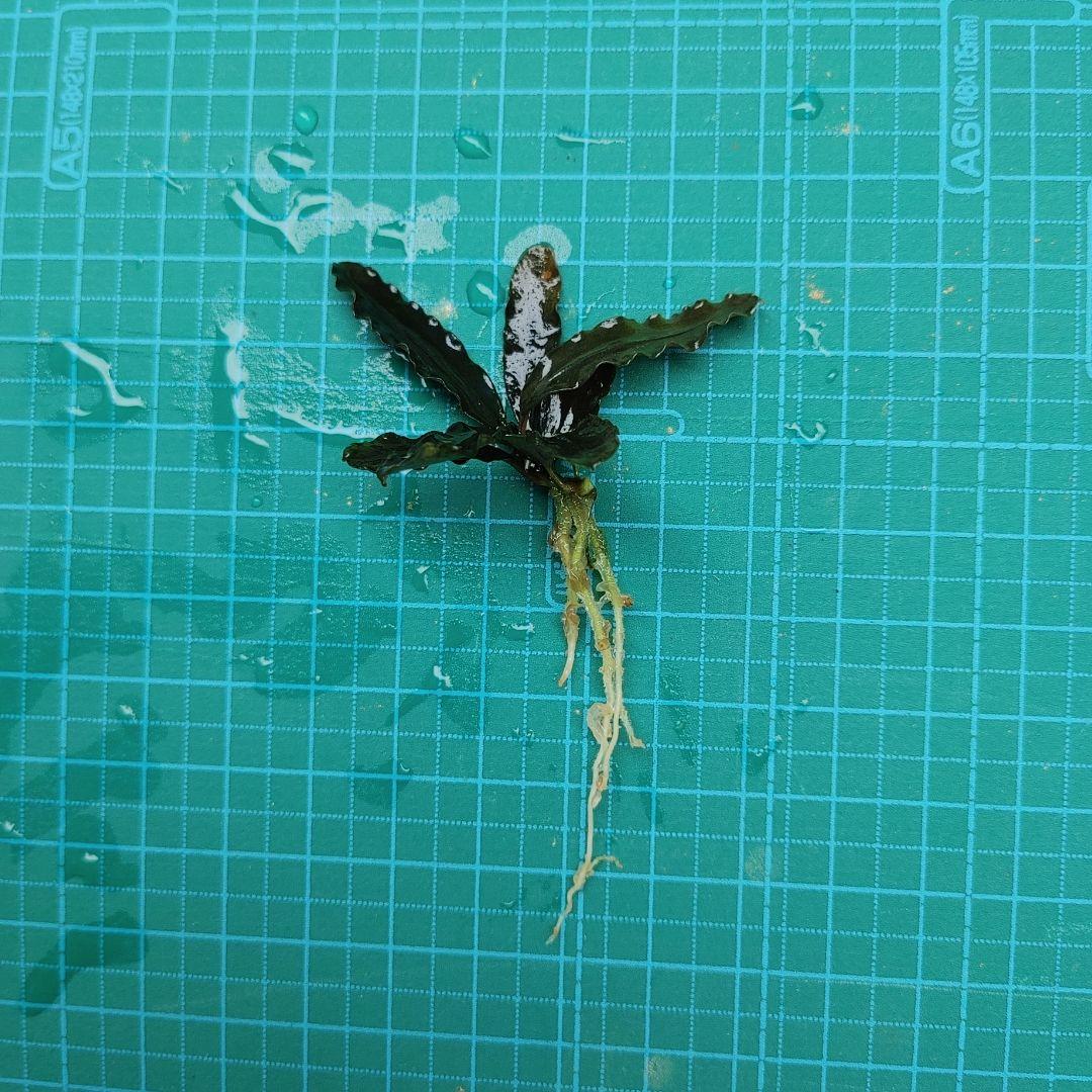 ブセファランドラ　 Diablo　水上葉