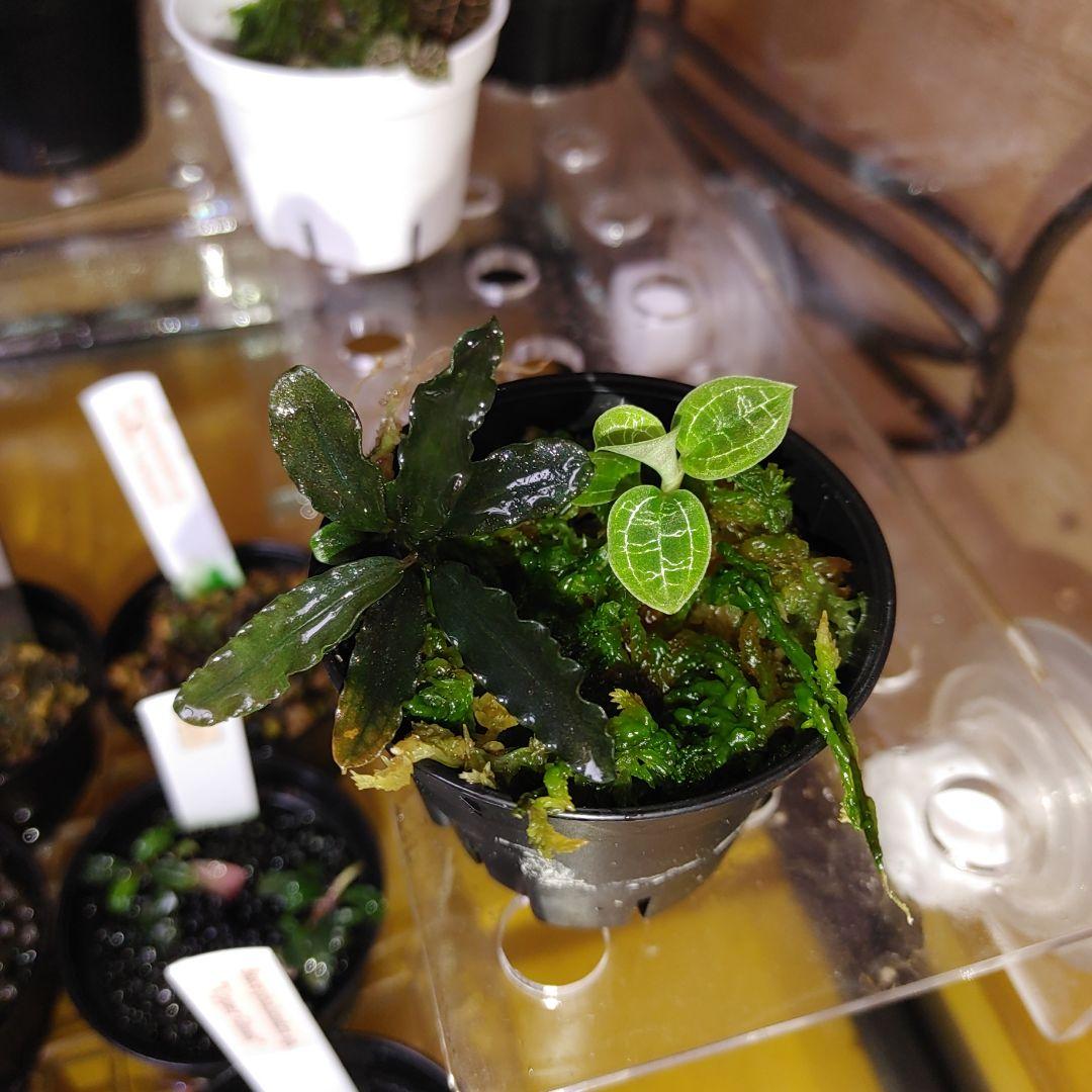 ブセファランドラ　 Diablo　水上葉