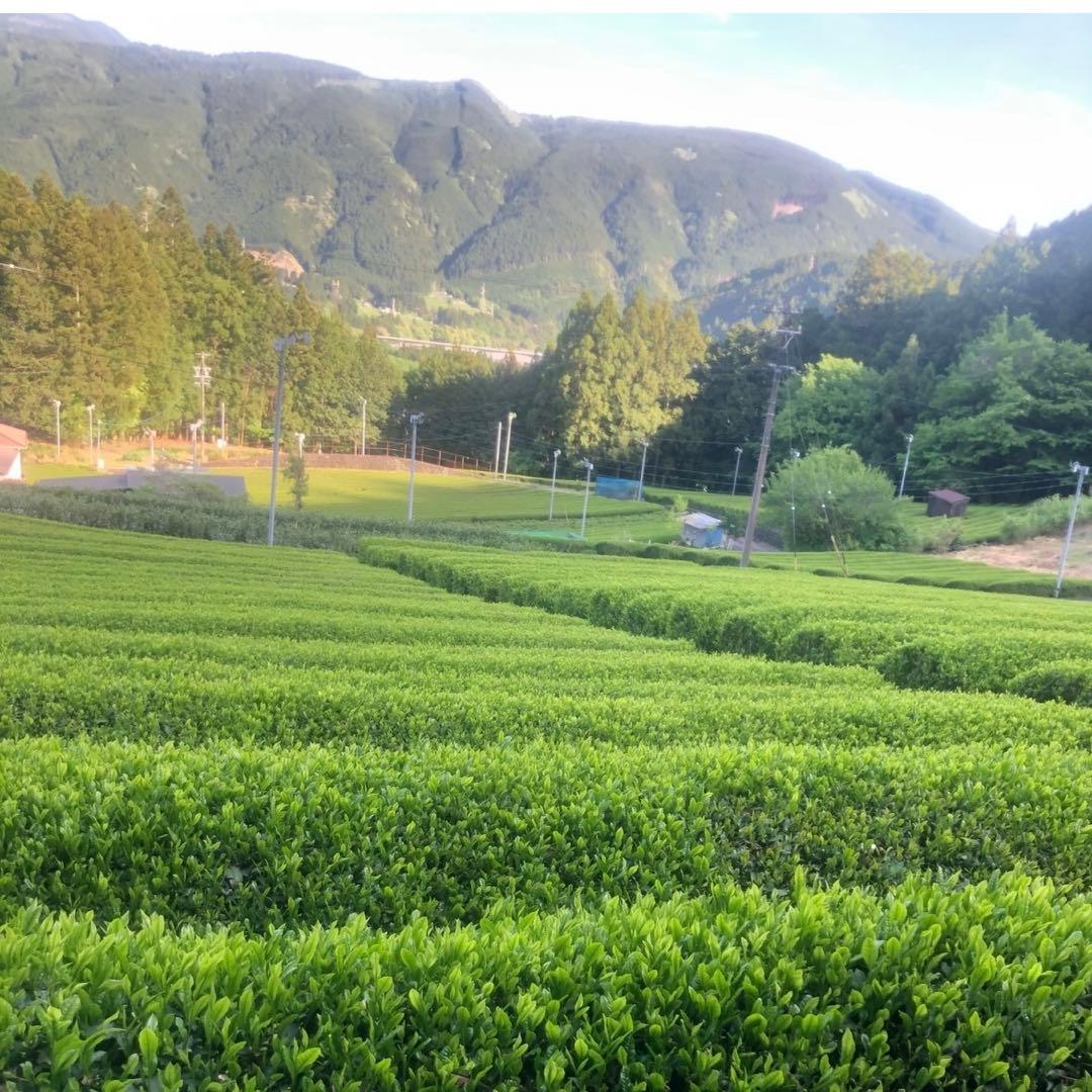 静岡新茶　川根茶 上煎茶200gx10 数量限定セール 特別価格➕送料無料
