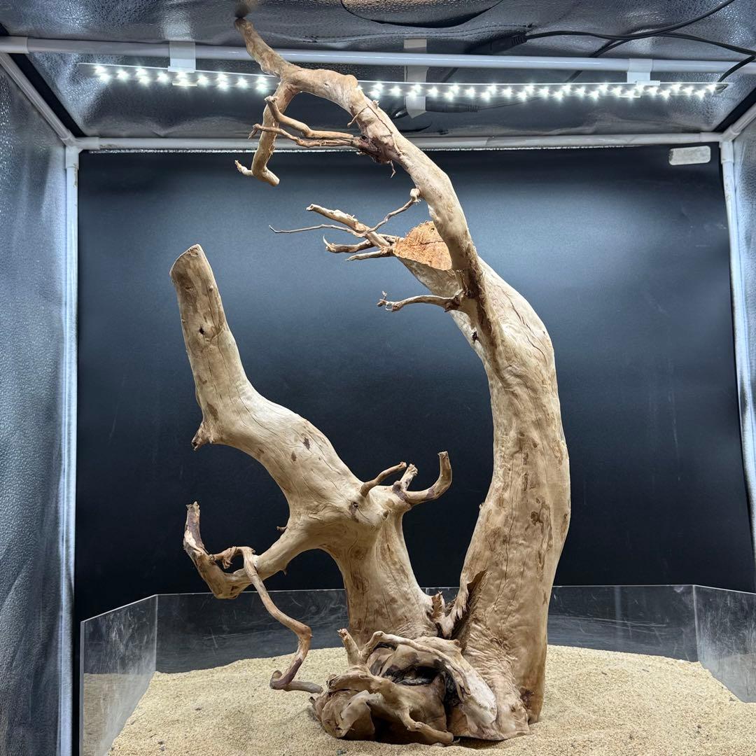 MDW-7162 特大ブランチウッド2本セット　流木　枝流木　アクアリウム