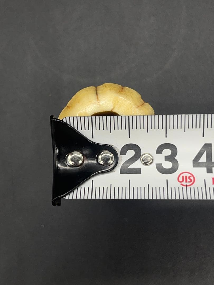 江戸時代　古い　一角　イッカク　鯨歯　根付　蓋置　骨董古美術