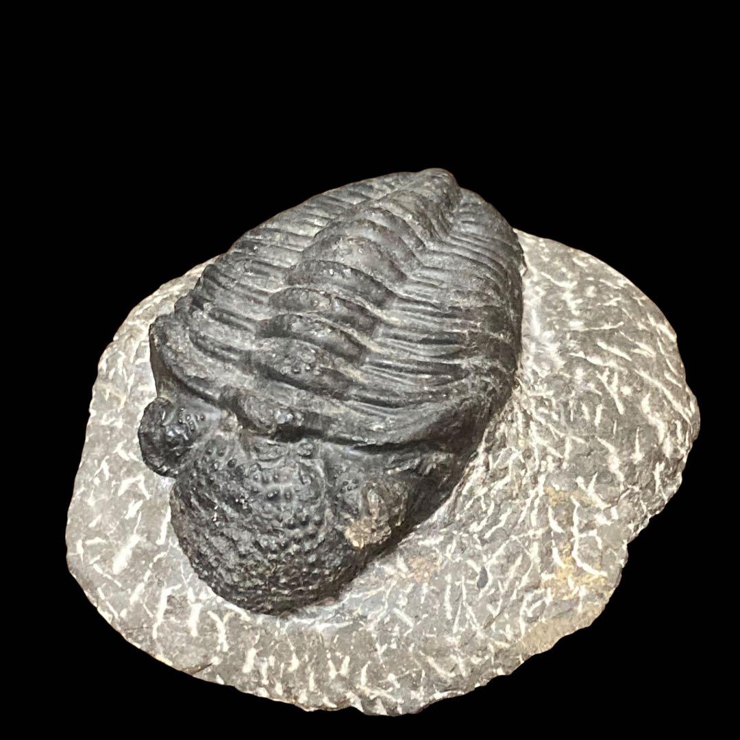 三葉虫化石 特大サイズ　全長約13cm