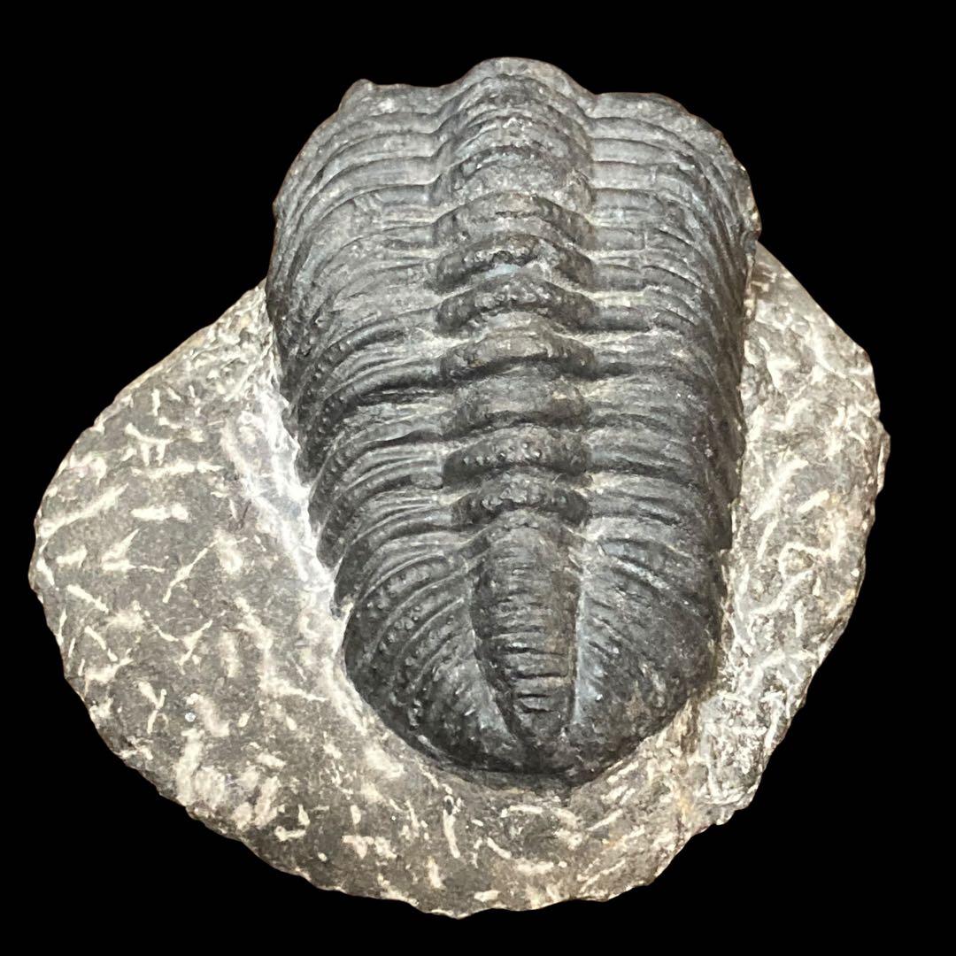 三葉虫化石 特大サイズ　全長約13cm