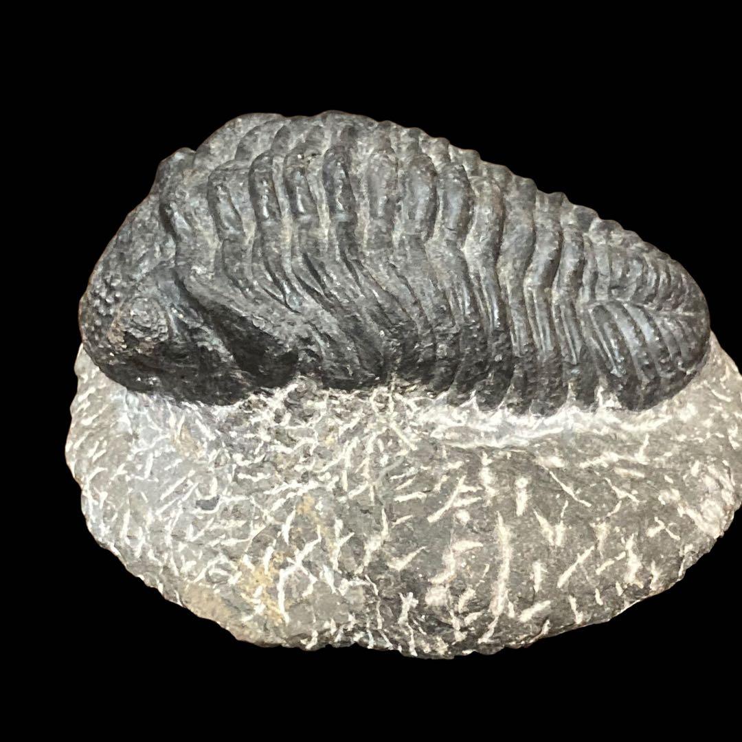 三葉虫化石 特大サイズ　全長約13cm