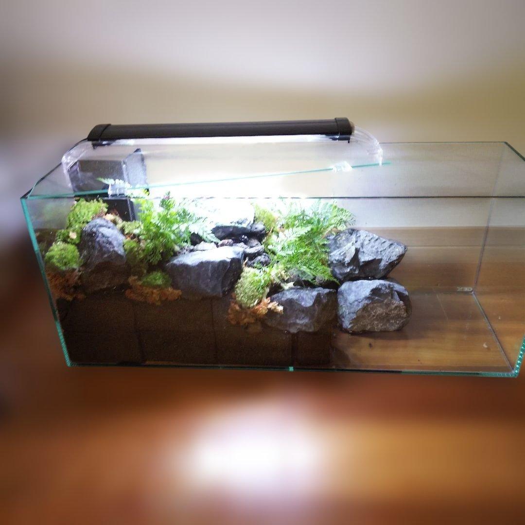 【受注生産】６0センチ水槽アクアテラリウム　イモリウム　苔テラリウム　テラリウム