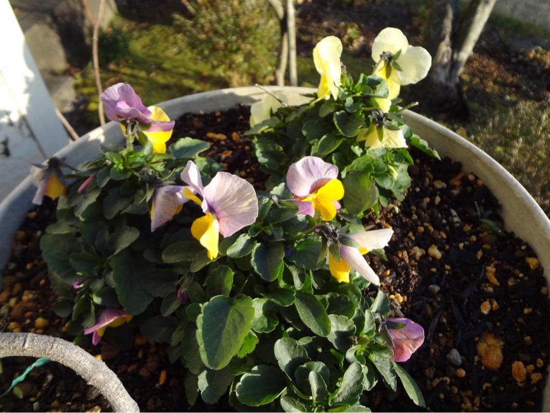 ☆動作OK SONY DSC-WX7 バッテリー&充電器&SDカード付き ピンク