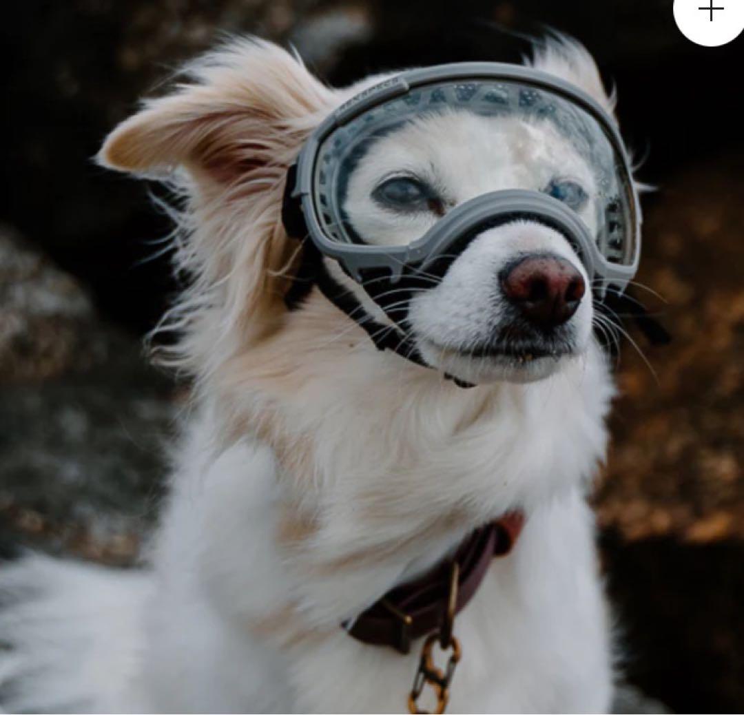 ALPHAICON アルファアイコン REXSPECS ドッグゴーグル　ブラック