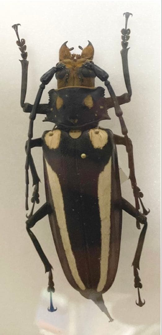 レモイネイトゲウスバカミキリ　標本