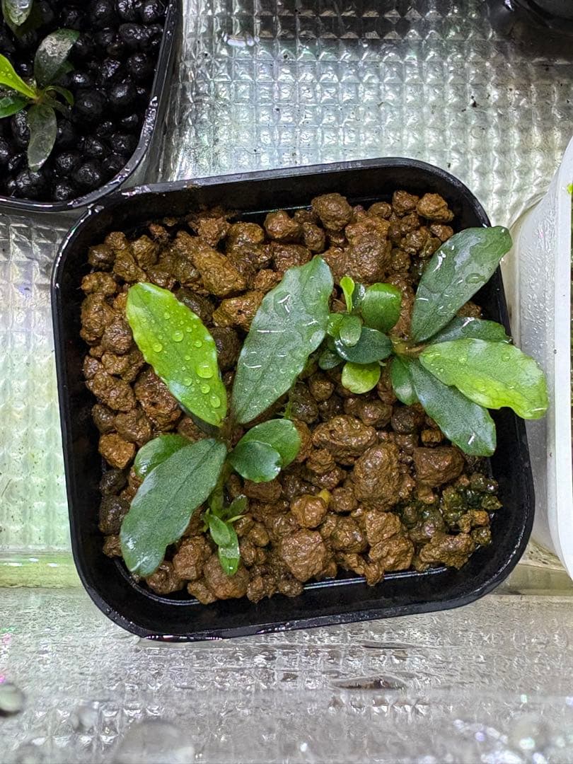 ブセファランドラ sp（銀葉） 1株