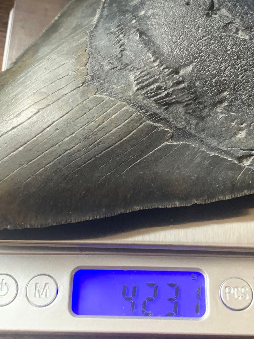 最大級　メガロドン　化石　サメの歯　423g　隕石　恐竜　爪　牙　三葉虫　骨