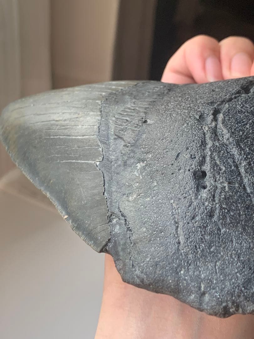 最大級　メガロドン　化石　サメの歯　423g　隕石　恐竜　爪　牙　三葉虫　骨