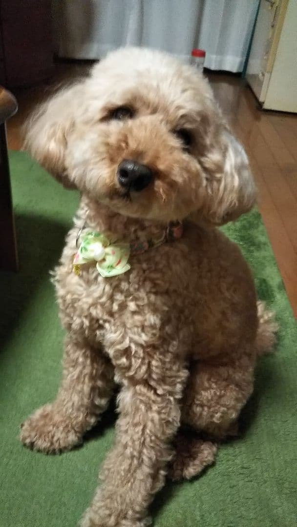 キーホルダー用