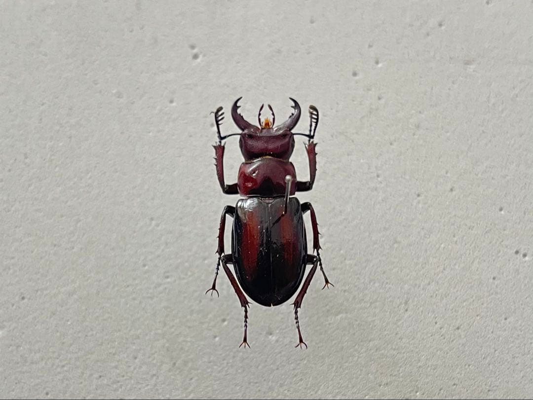 【規制前採集品】 ミクラミヤマ 濃くハッキリした黄紋個体 標本 クワガタ