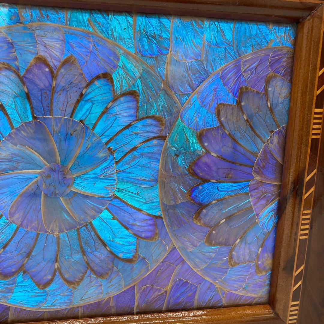 【レア】　モルフォ蝶　標本　美術　芸術　限定　　トレイ　キッチン　19