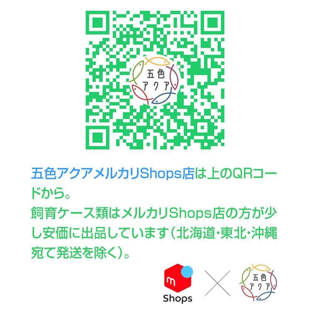 メダカ飼育ケース 75㍑x5個 黒・深緑あり オーバーフロー メダカ飼育容器