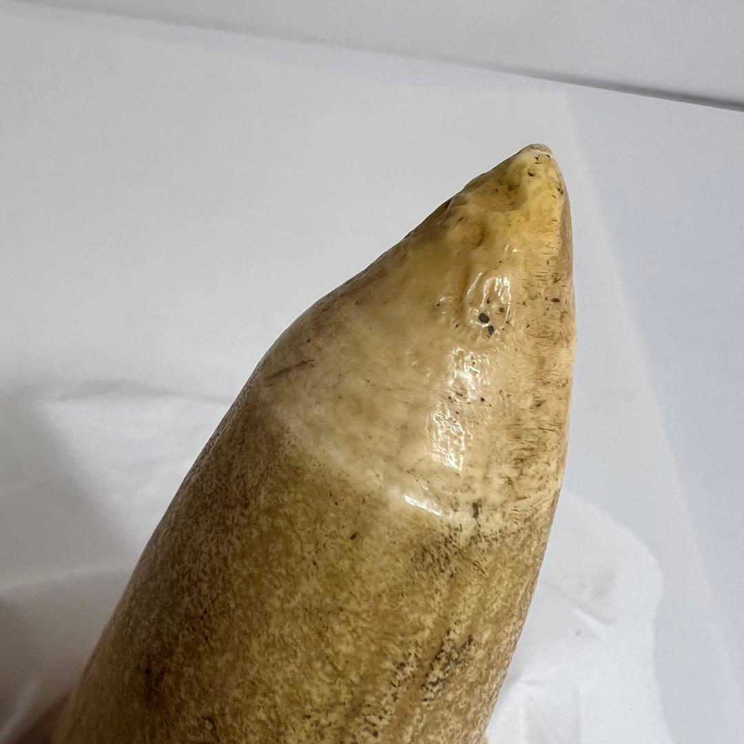 マッコウ鯨　115g 東K8-0112☆2F