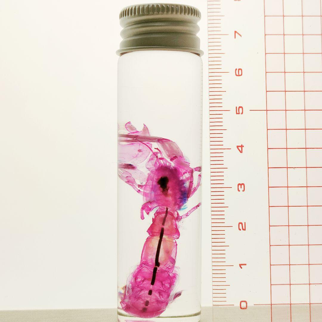 大特価☆数量限定☆透明骨格標本 11本セット レア 深海生物含む