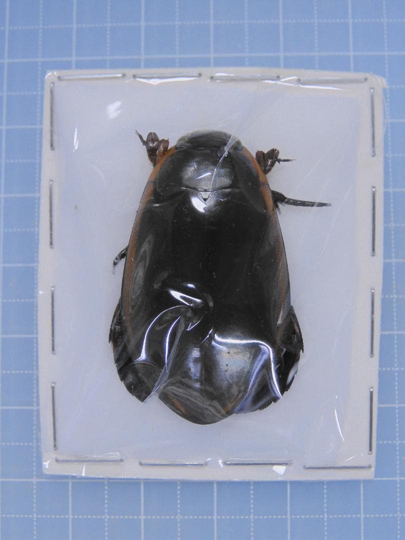 標本用品 Taiwan Dytiscoidae sp.38mm