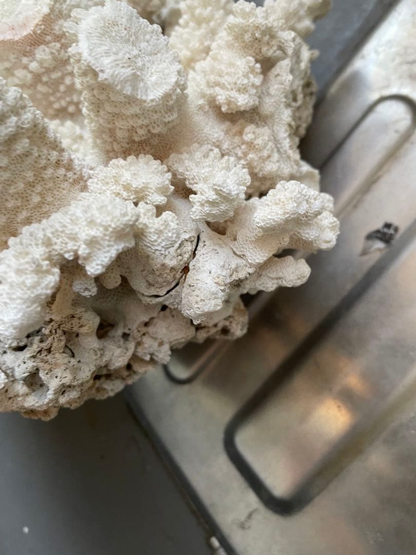 ホワイトサンゴ 自然形状 アクアリウム用