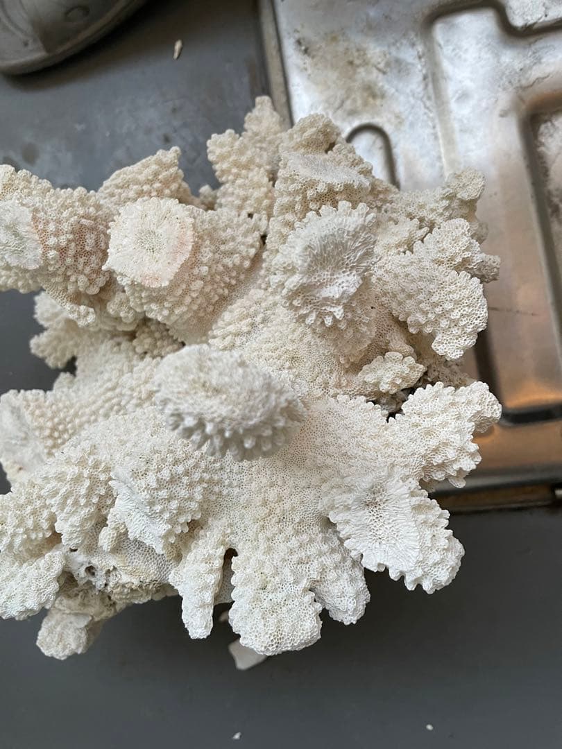 ホワイトサンゴ 自然形状 アクアリウム用