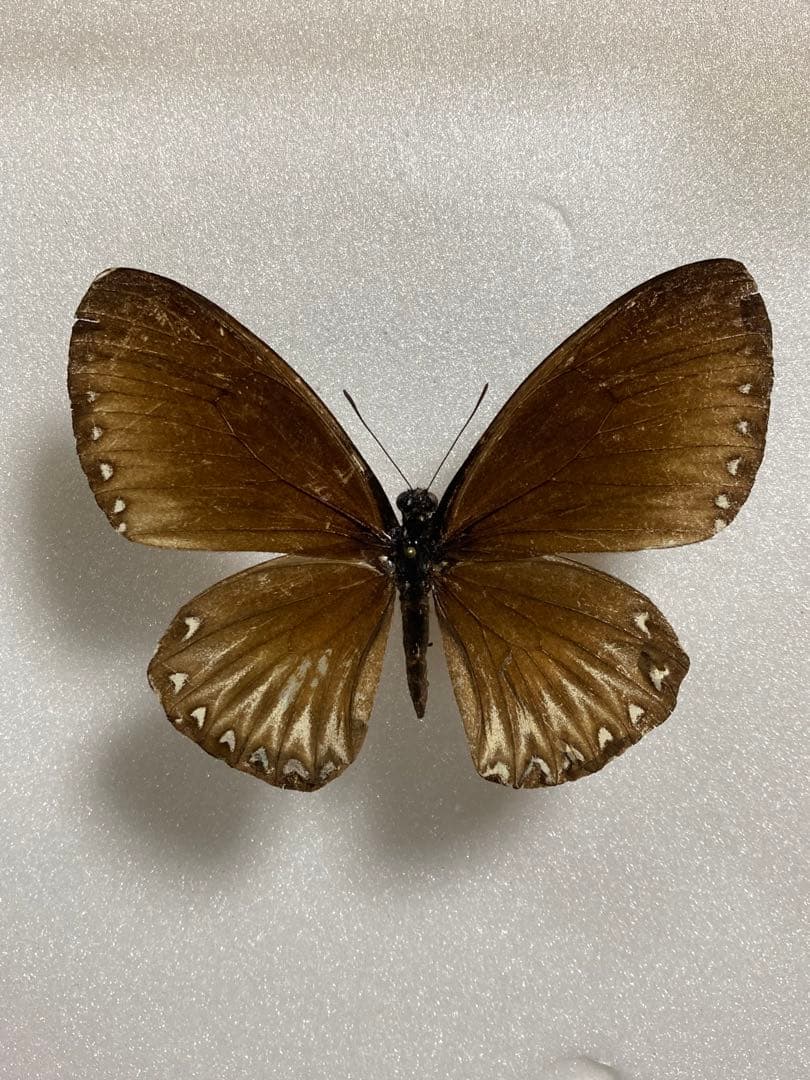 【ペア】パラドクサ（インドネシア・ジャワ島）