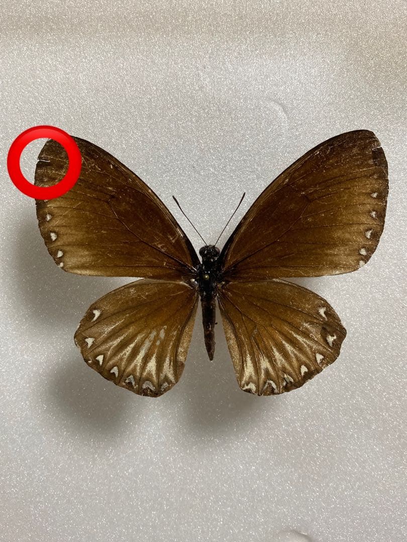 【ペア】パラドクサ（インドネシア・ジャワ島）