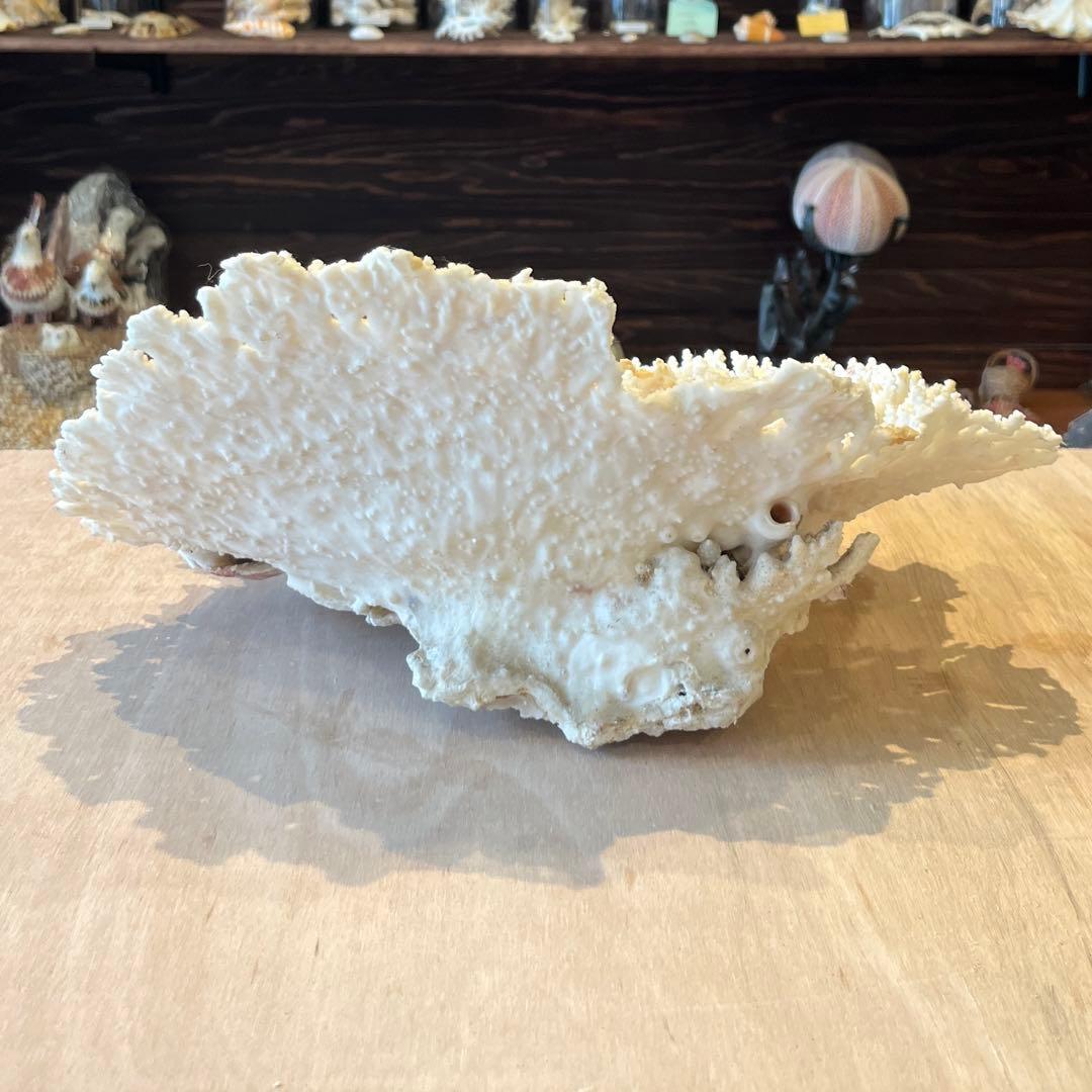 希少　長崎県産　テーブルサンゴ