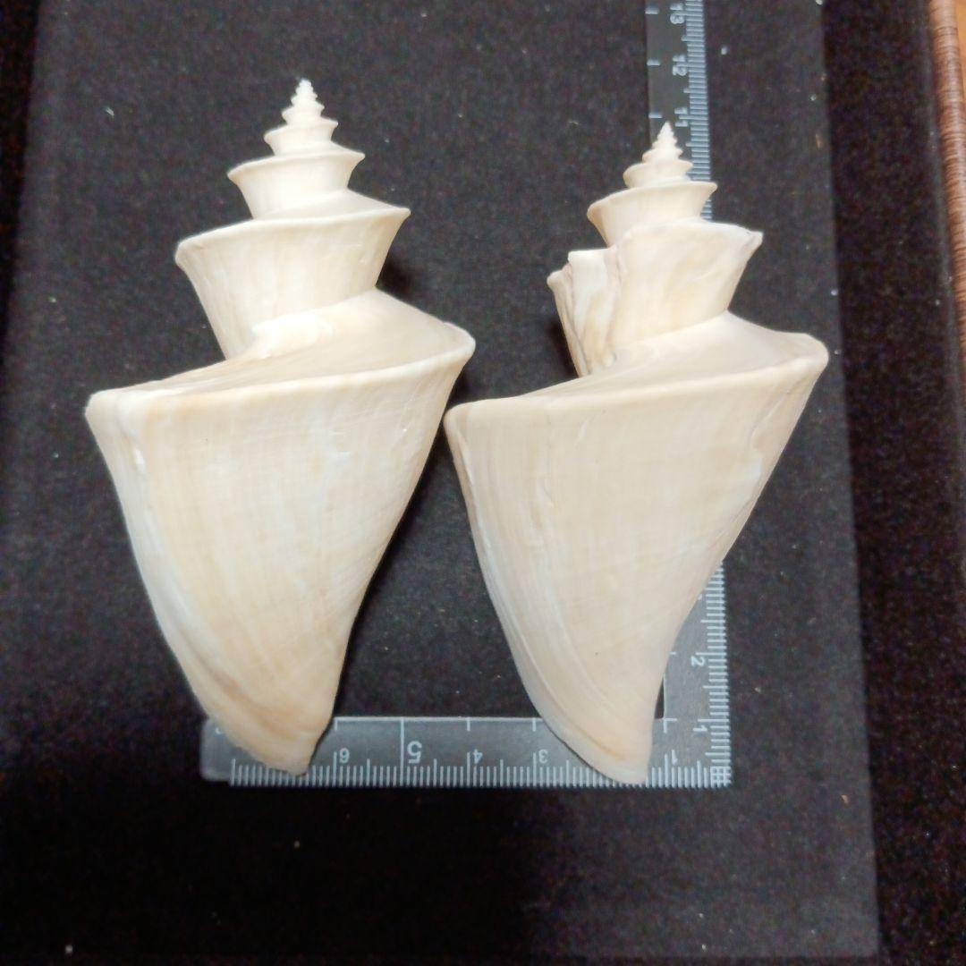 貝殻標本　チマキボラ　③