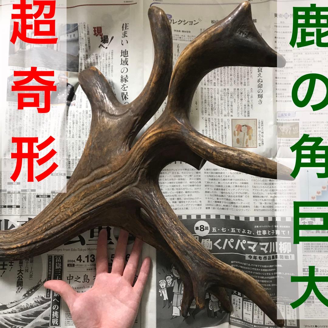 鹿の角　超奇形