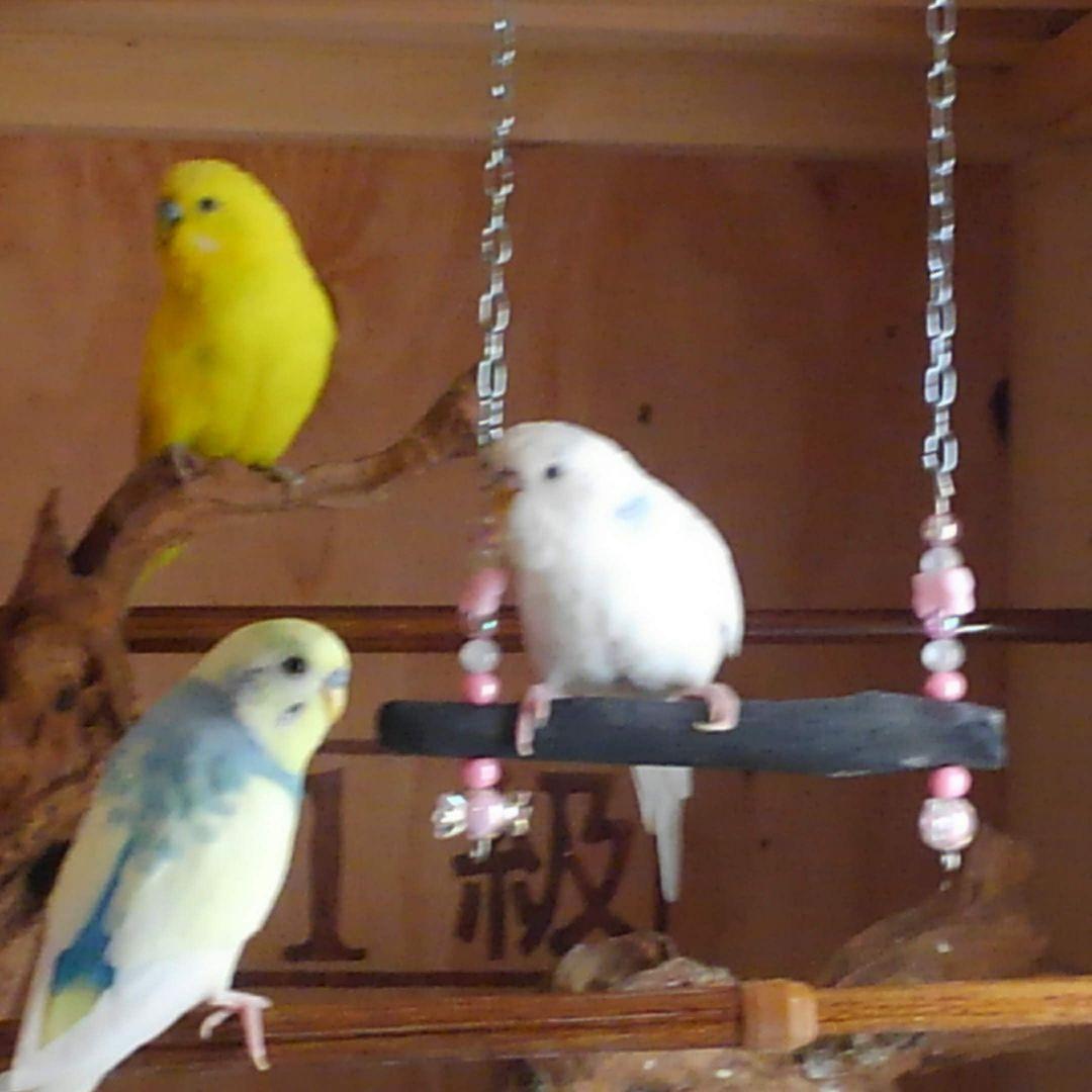 インコ-備長炭-いろいろ(オーダー専用)