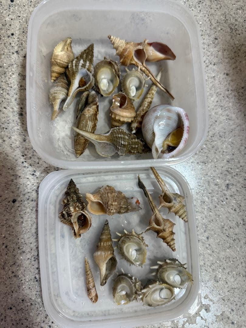 鬼*管様 貝　まとめ売り