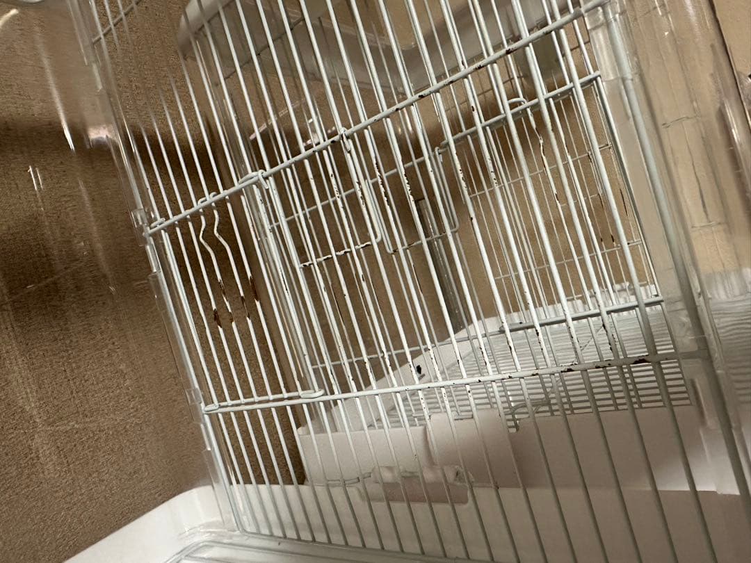 クリアバード35 3個