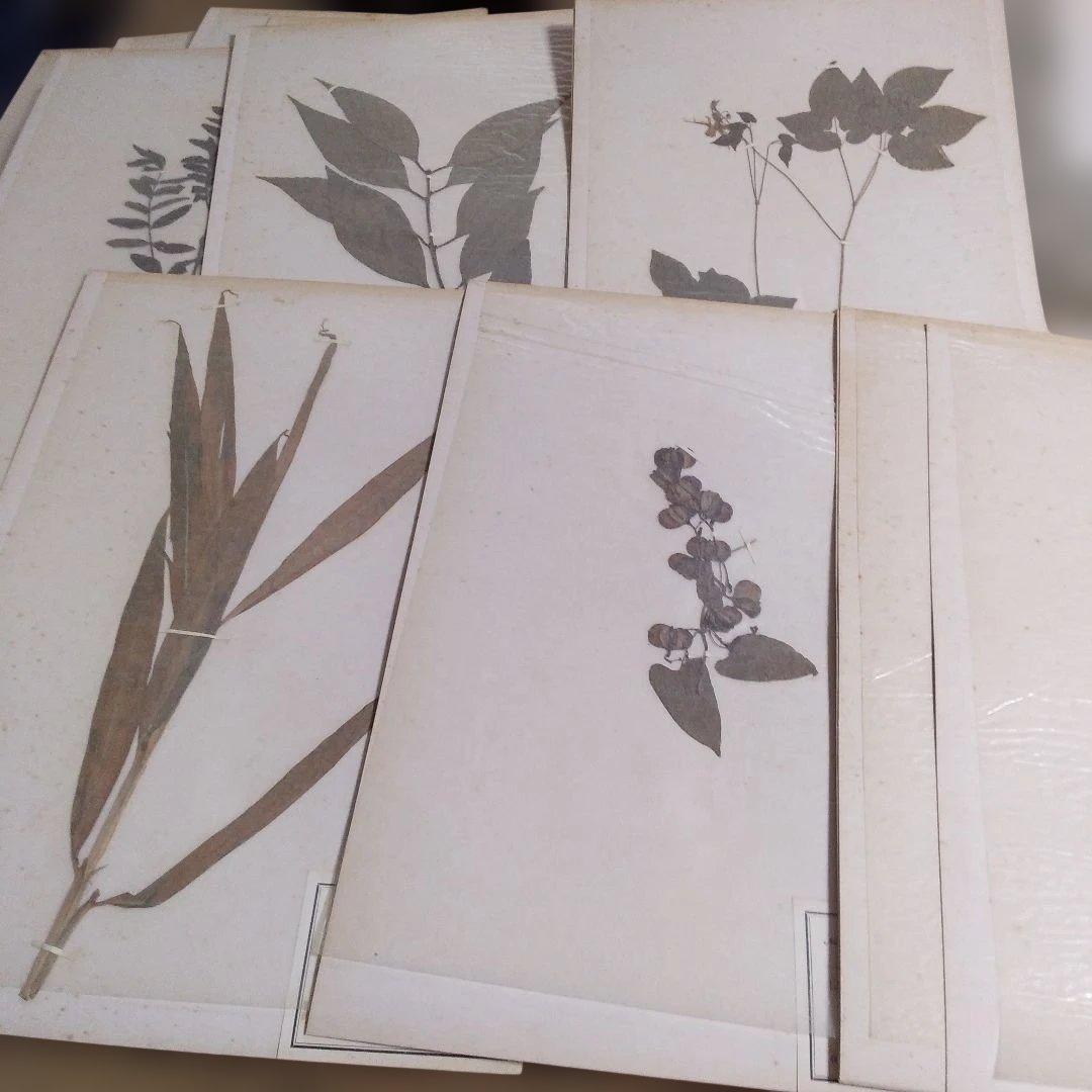 珍品　薬用植物標本 　海藻植物標本　コレクション　アンティーク