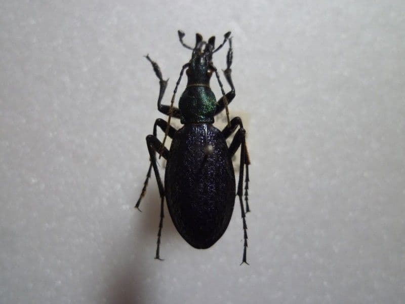 【国産オサムシ標本】オシマルリオサムシ♂/北海道.雲石峠産/30mm