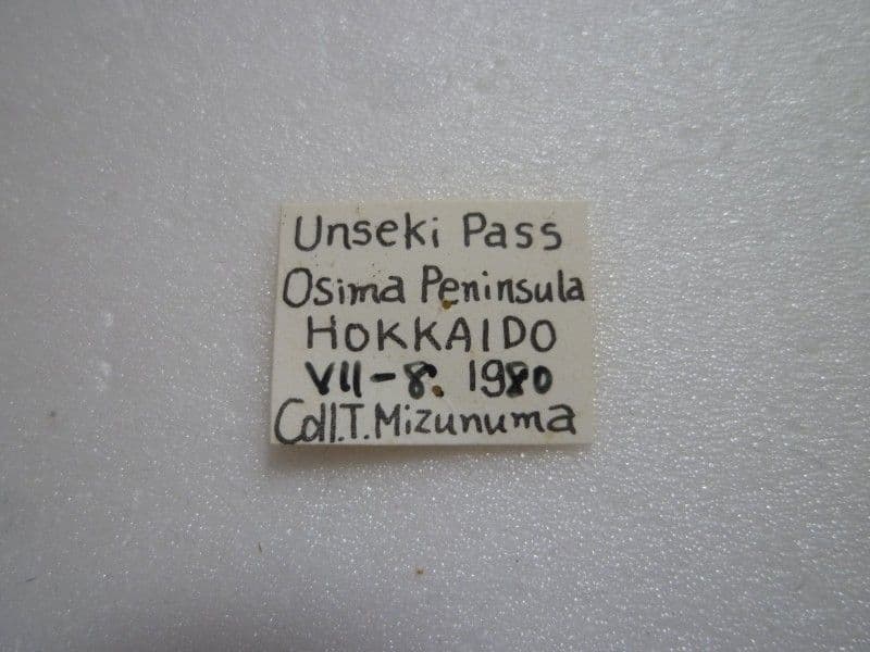 【国産オサムシ標本】オシマルリオサムシ♂/北海道.雲石峠産/30mm