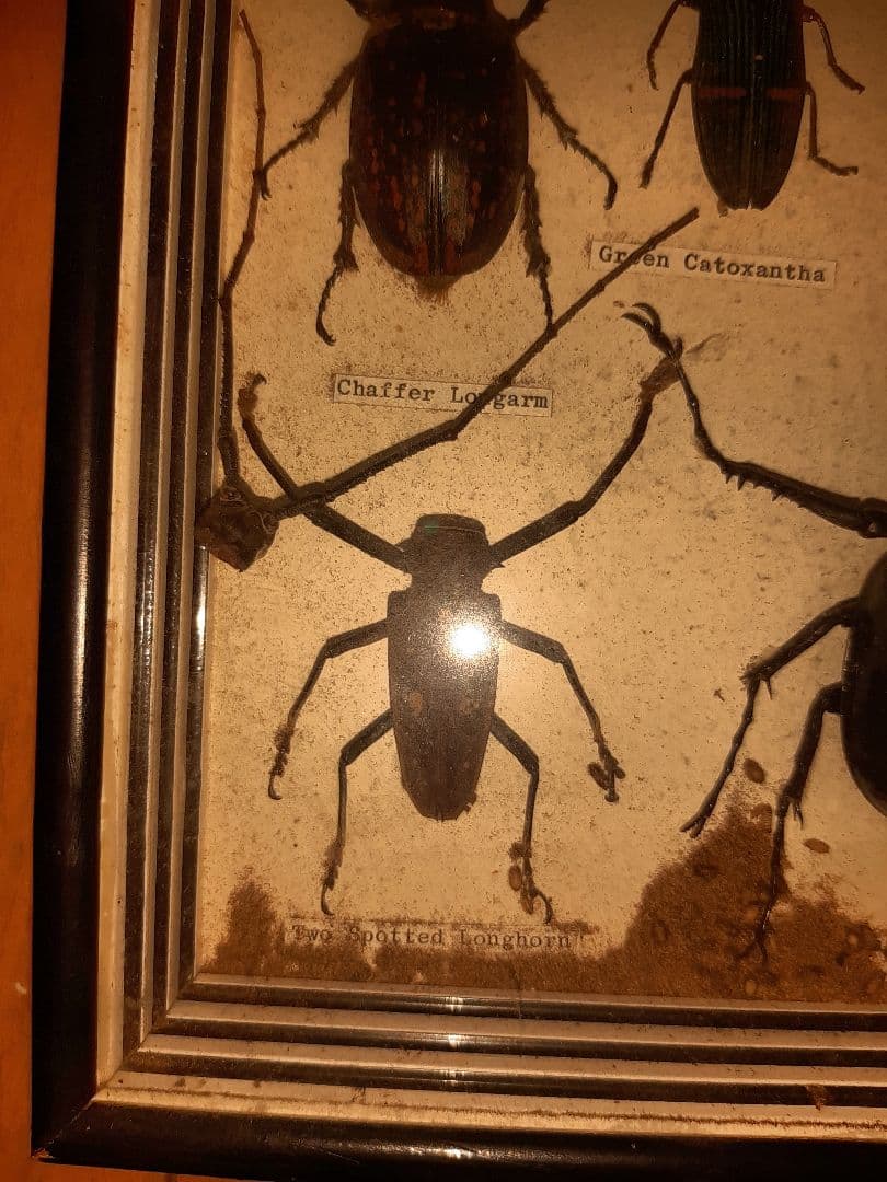 虫標本　ヘラクレスカブトムシ　スコーピオン　etc