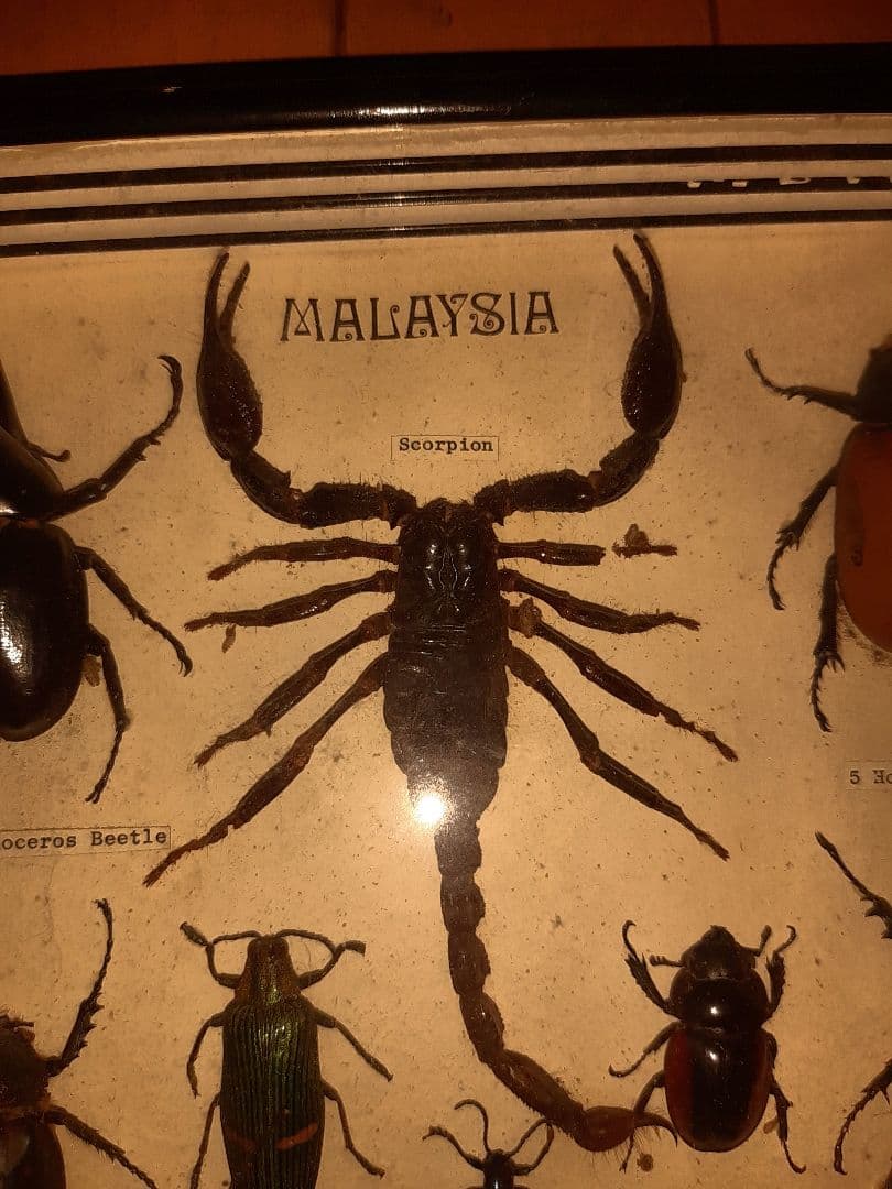 虫標本　ヘラクレスカブトムシ　スコーピオン　etc